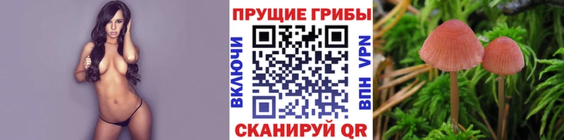 Псилоцибиновые грибы GOLDEN TEACHER  цены наркотик  Лабинск 